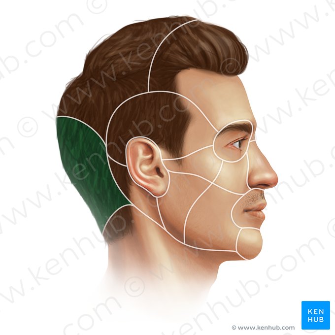 Região occipital (Regio occipitalis); Imagem: Paul Kim