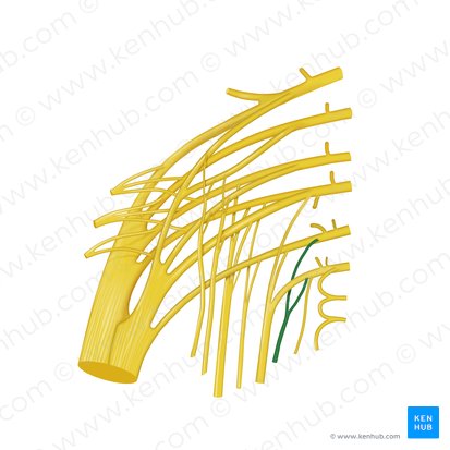 Nerve to levator ani muscle (Nervus musculi levatoris ani); Image: Begoña Rodriguez