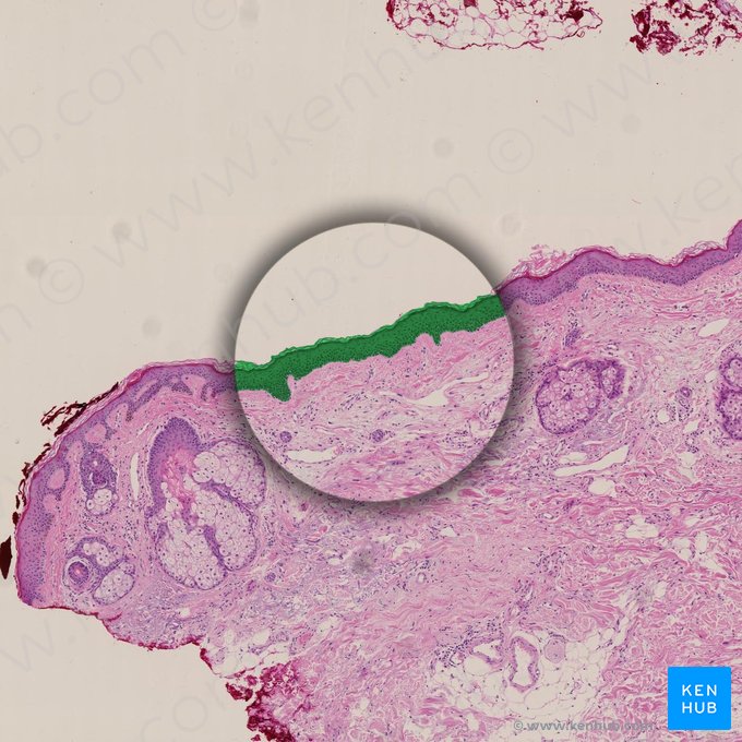 Epidermis (Oberhaut); Bild: 