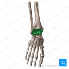 Articulação do tornozelo (Articulatio talocruralis); Imagem: Yousun Koh