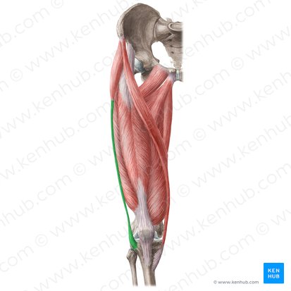 Trato iliotibial (Tractus iliotibialis); Imagem: Liene Znotina