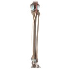 Plantaris muscle (3D)