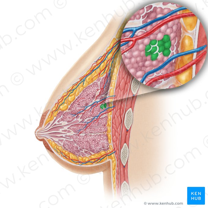 Lobules de la glande mammaire (Lobuli glandulae mammariae); Image : Samantha Zimmerman