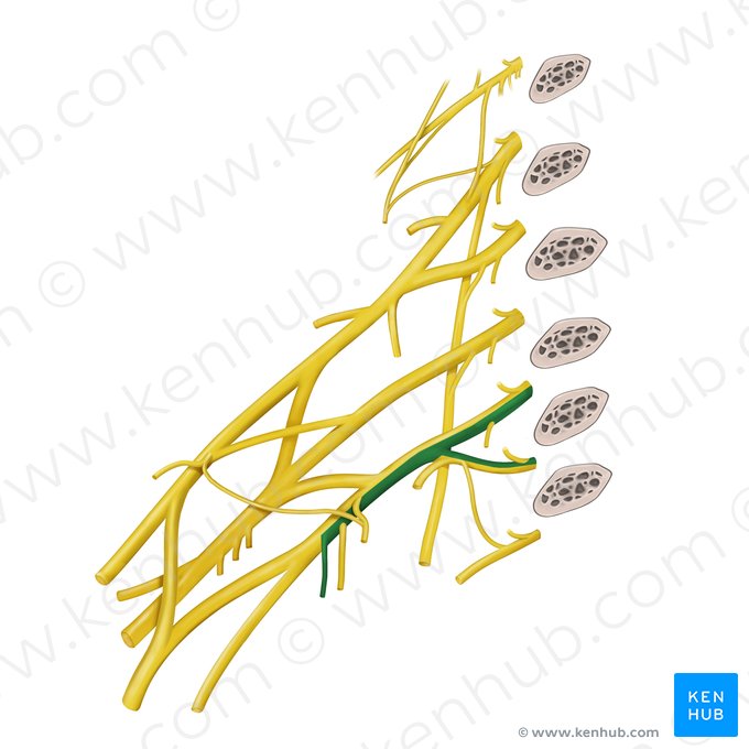 Nervo cutâneo medial do antebraço (Nervus cutaneus medialis antebrachii); Imagem: Begoña Rodriguez