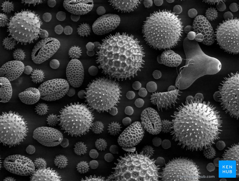 Pollen - SEM