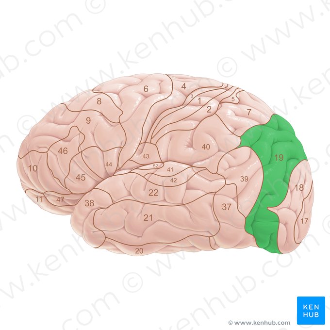 Area Brodmann 19 (Brodmann-Areal 19); Bild: Paul Kim