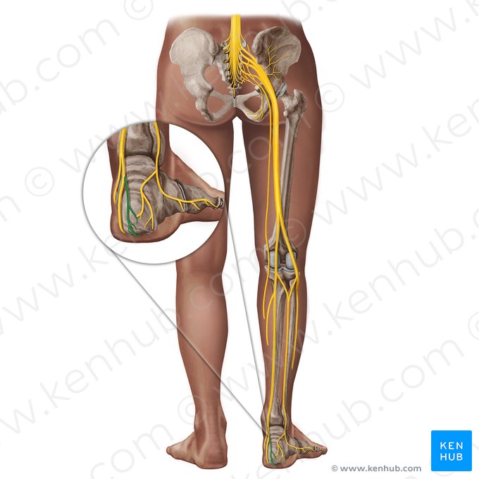 Ramos calcáneos mediales del nervio tibial (Rami calcanei mediales nervi tibialis); Imagen: Irina Münstermann