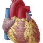 Conduction system of the heart