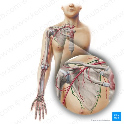 Anastomosis escapular (Rete scapulae); Imagen: Paul Kim