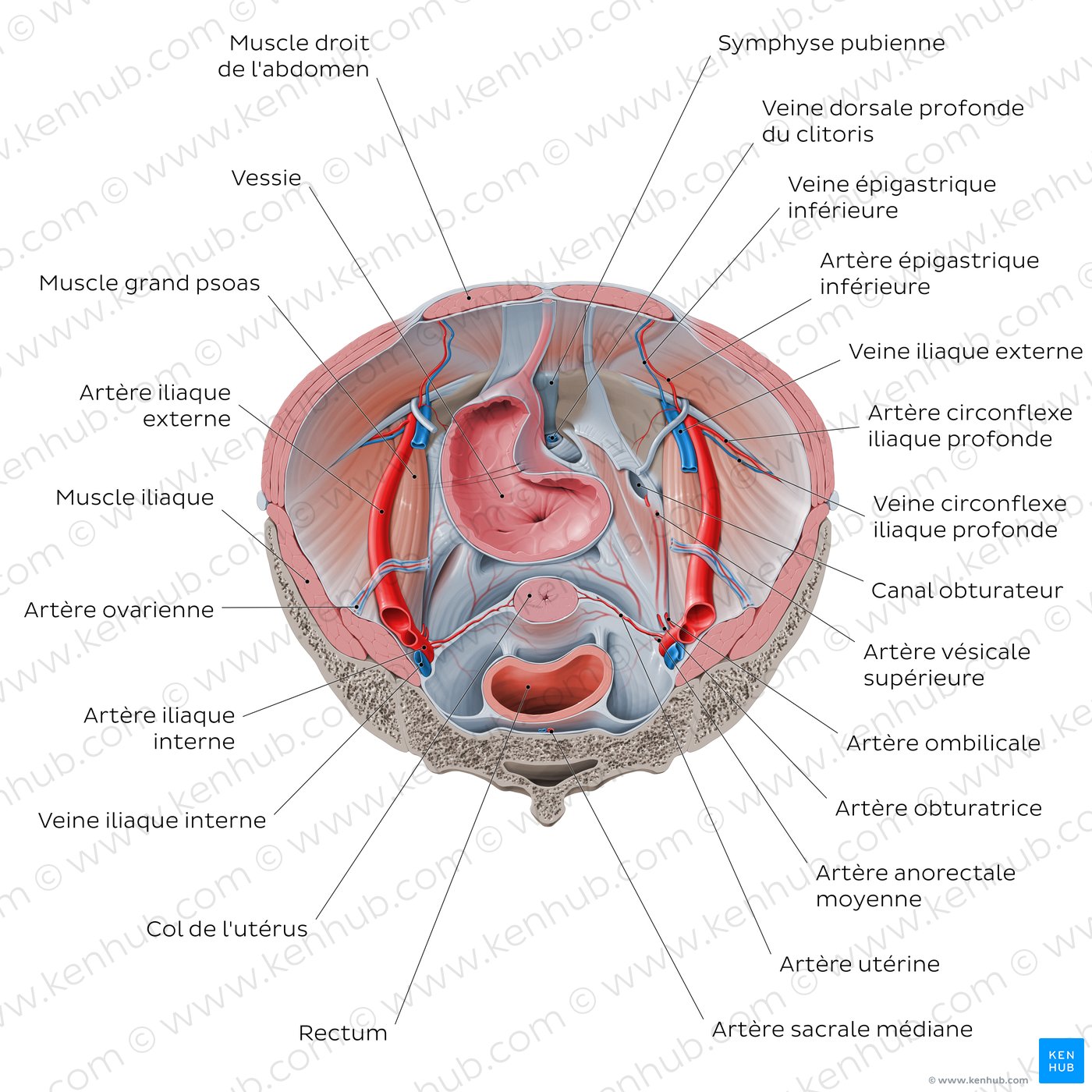 Iliopsoas relations to abdominopelvic organs (superior view)