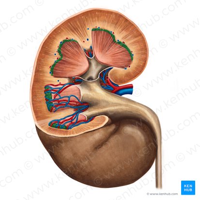 Base da pirâmide renal (Basis pyramidis renalis); Imagem: Irina Münstermann