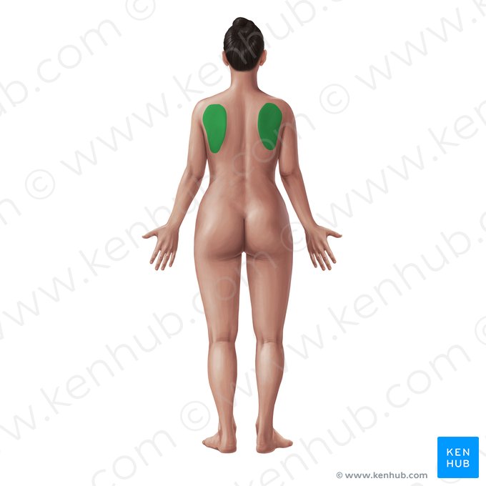 Scapular region (Regio scapularis); Image: Paul Kim