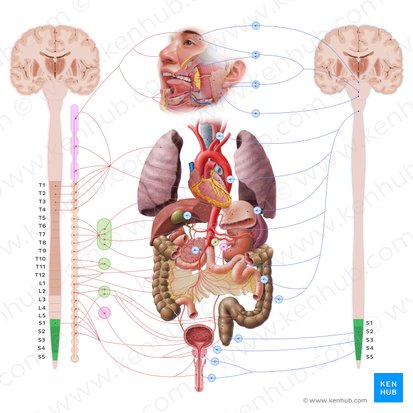 Porción sacra de la médula espinal (Pars sacralis medullae spinalis); Imagen: Paul Kim