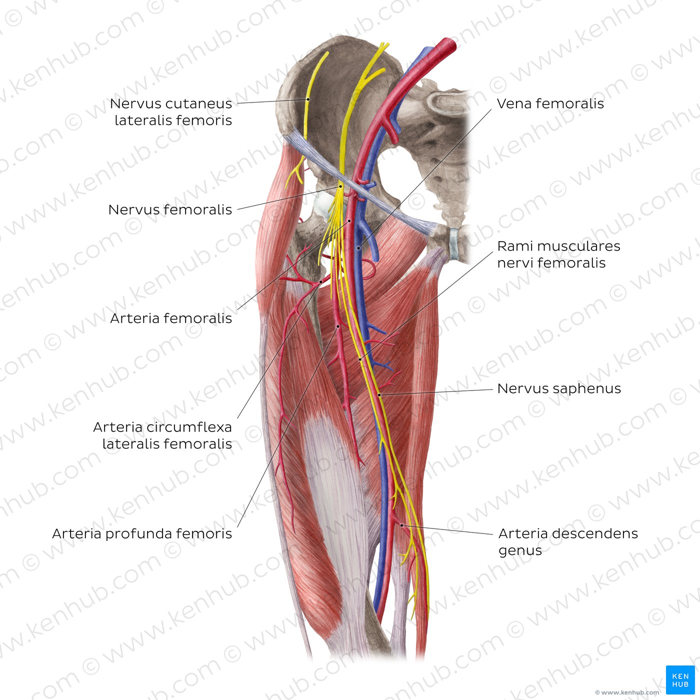 Nerven und Blutgefäße von Hüfte und Oberschenkel: Anteriore Ansicht