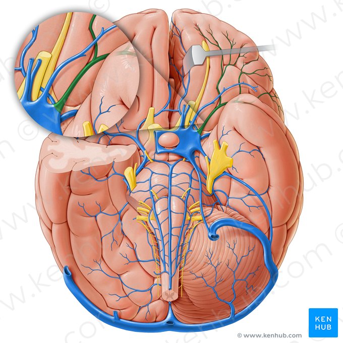 Superficial middle cerebral vein (Vena media superficialis cerebri); Image: Paul Kim