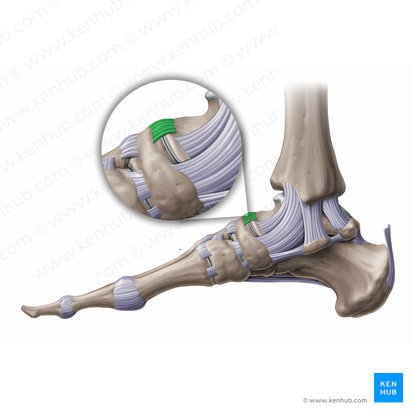 Talonavicular ligament (Ligamentum talonaviculare); Image: Paul Kim