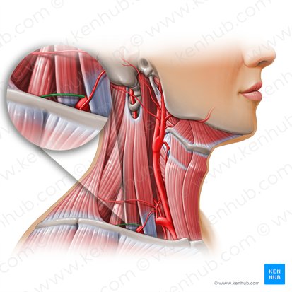 Arteria dorsal de la escápula (Arteria dorsalis scapulae); Imagen: Paul Kim