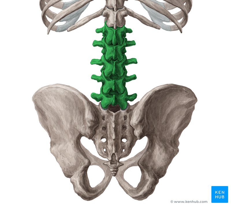 Lumbar vertebrae - dorsal view