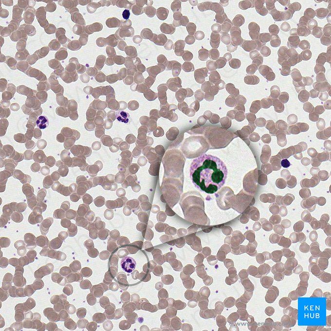 Cell nucleus (Nucleus); Image: 