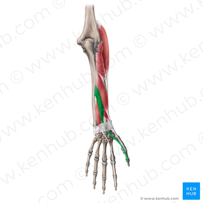Músculo extensor longo do polegar (Musculus extensor pollicis longus); Imagem: Yousun Koh