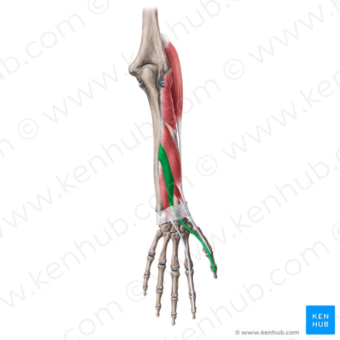 Musculus extensor pollicis longus (Langer Daumenstrecker); Bild: Yousun Koh