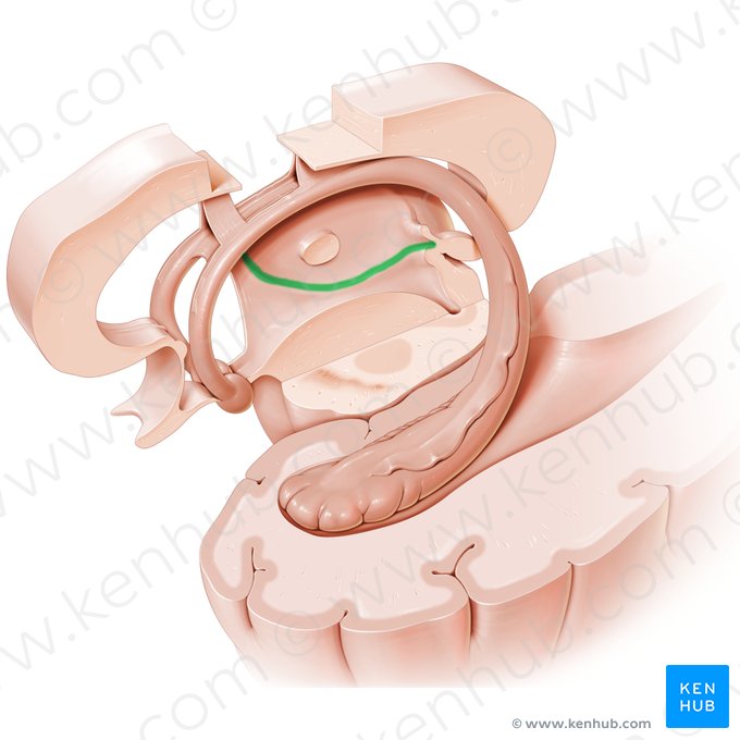 Sulco hipotalâmico (Sulcus hypothalamicus); Imagem: Paul Kim