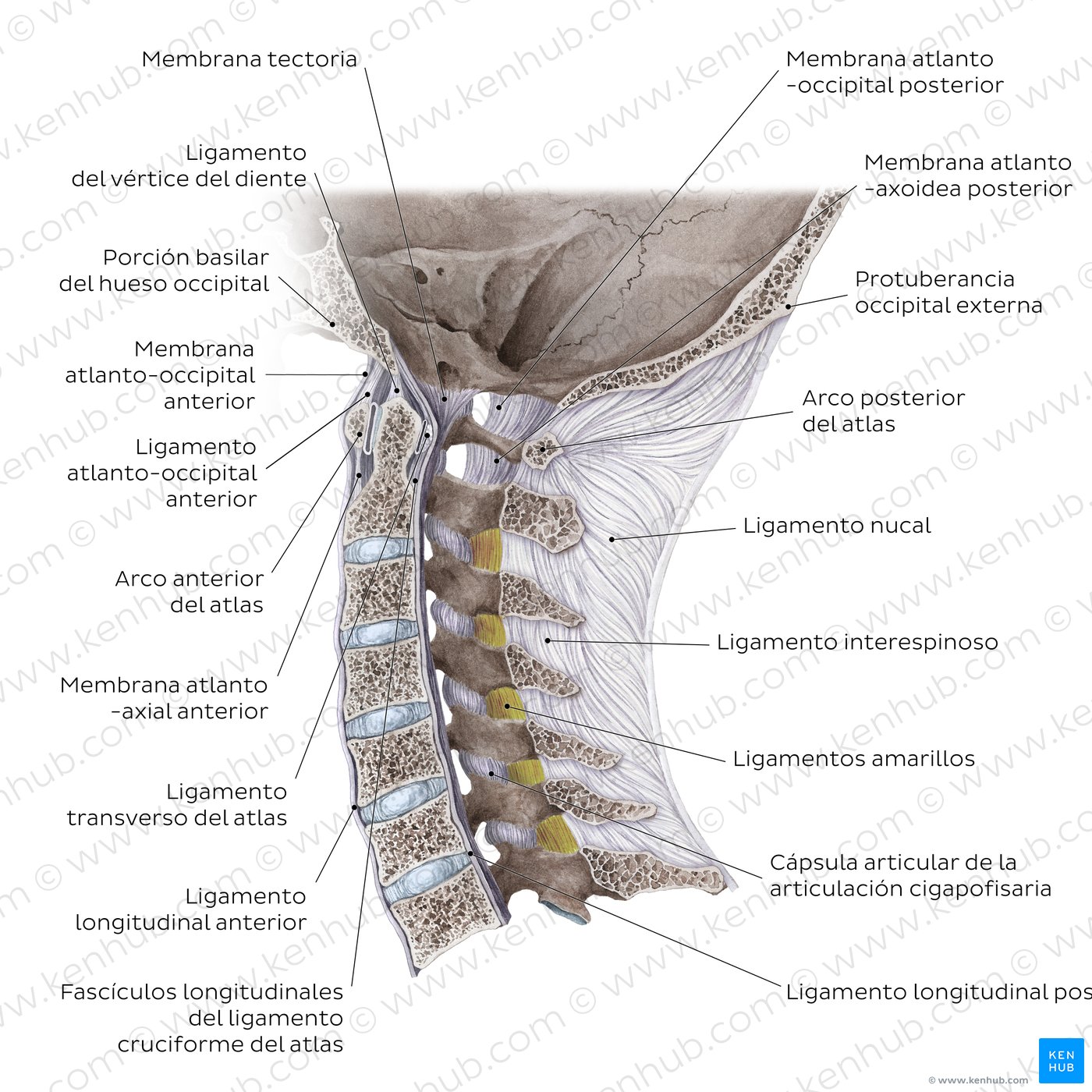 Articulaciones craneovertebrales y ligamentos