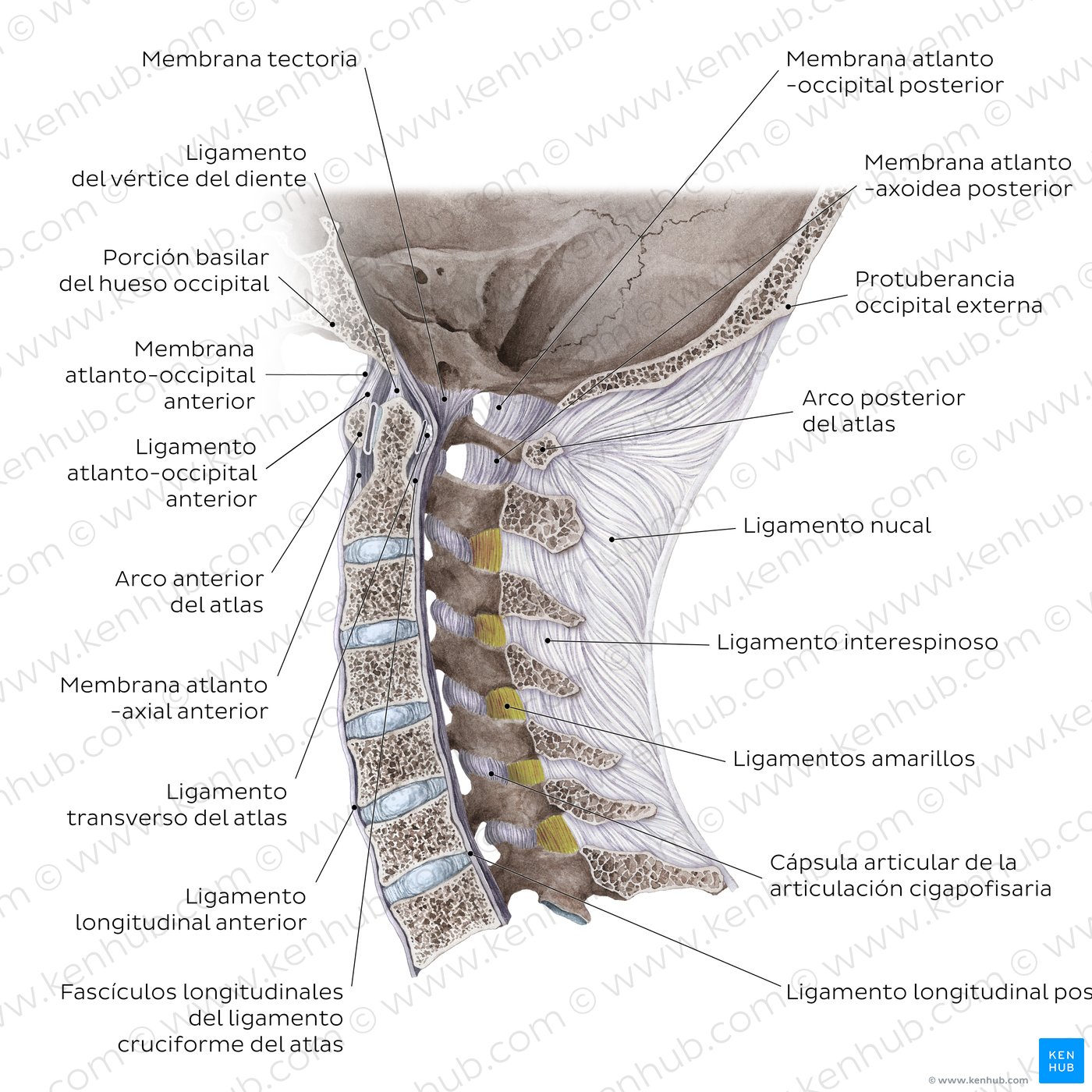 Anatomía de la columna vertebral: MedlinePlus enciclopedia médica  illustración