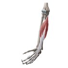 Musculus flexor digitorum profundus