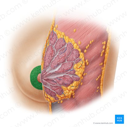 Aréola (Areola); Imagem: Samantha Zimmerman