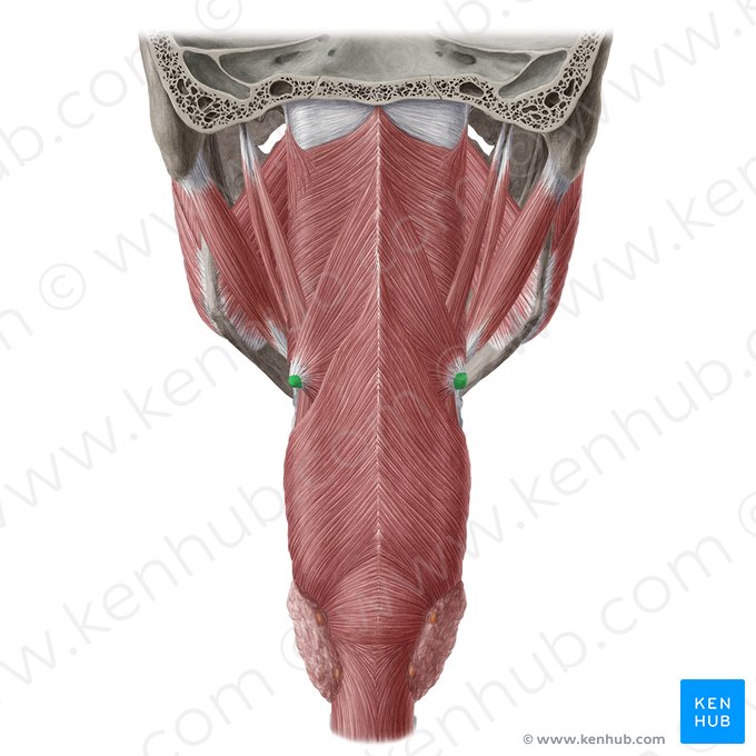 Greater horn of hyoid bone (Cornu majus ossis hyoidei); Image: Yousun Koh