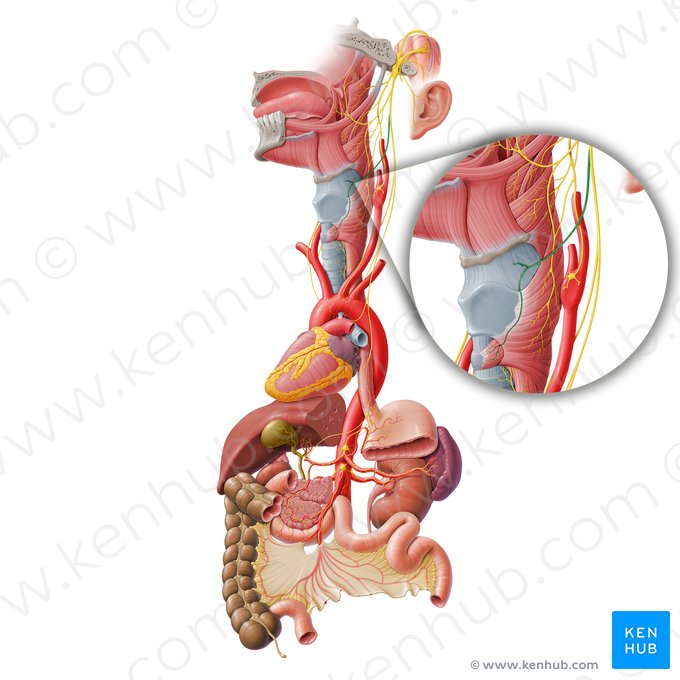 Superior laryngeal nerve (Nervus laryngeus superior); Image: Paul Kim