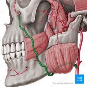 Facial artery (Arteria facialis); Image: Paul Kim