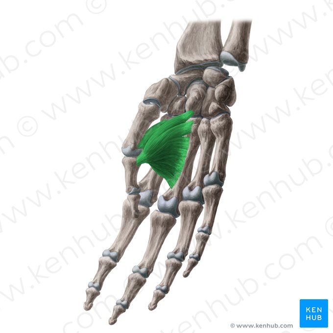 Musculus adductor pollicis (Daumenanzieher); Bild: Yousun Koh