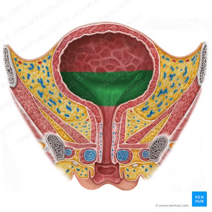 Fundus of urinary bladder (Fundus vesicae urinariae); Image: Irina Münstermann