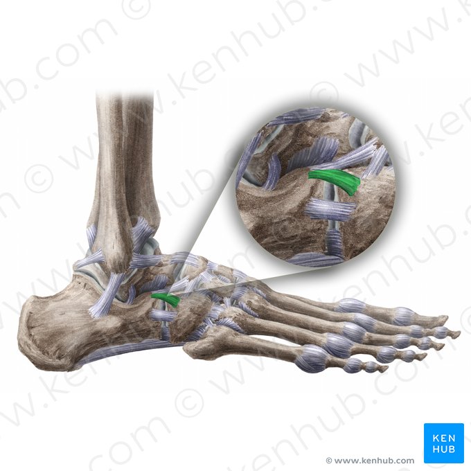 Ligamento calcaneocuboideo (Ligamentum calcaneocuboideum); Imagen: Liene Znotina