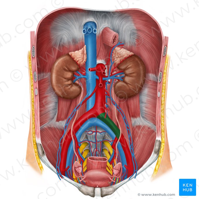 Left common iliac artery (Arteria iliaca communis sinistra); Image: Irina Münstermann