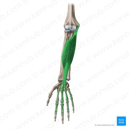 Músculo flexor superficial dos dedos (Musculus flexor digitorum superficialis); Imagem: Yousun Koh