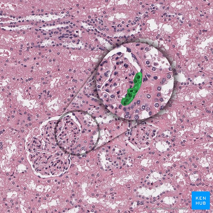 Arteriola glomerular aferente del corpúsculo renal (Arteriola glomerularis afferens corpusculi renalis); Imagen: 