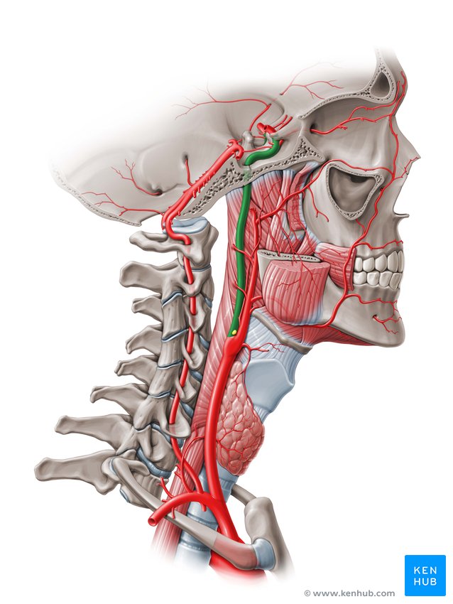 Internal carotid artery