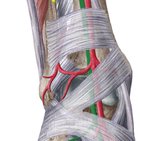 Deep fibular (peroneal) nerve