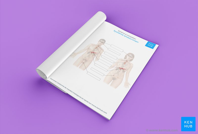 Testez vos connaissances sur les organes du système endocrinien avec notre schéma à compléter : Téléchargez-le ci-dessous !