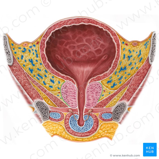 Capsule de la prostate (Capsula prostatae); Image : Irina Münstermann