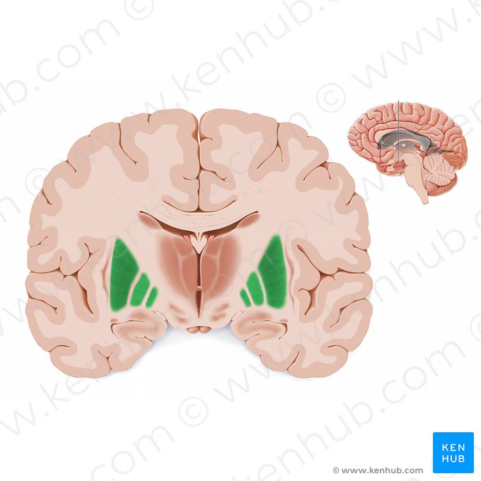 Nucleus lentiformis (Linsenkern); Bild: Paul Kim