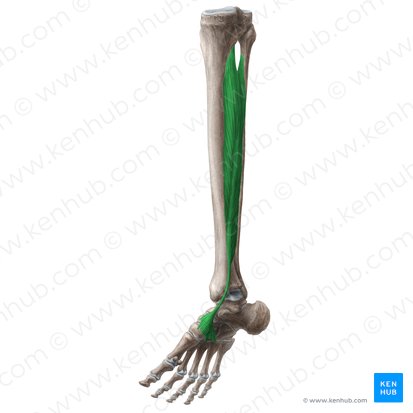 Músculo tibial posterior (Musculus tibialis posterior); Imagem: Liene Znotina