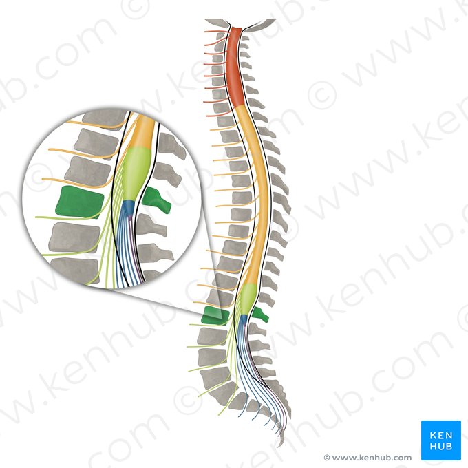 Vértebra L1 (Vertebra L1); Imagem: Irina Münstermann