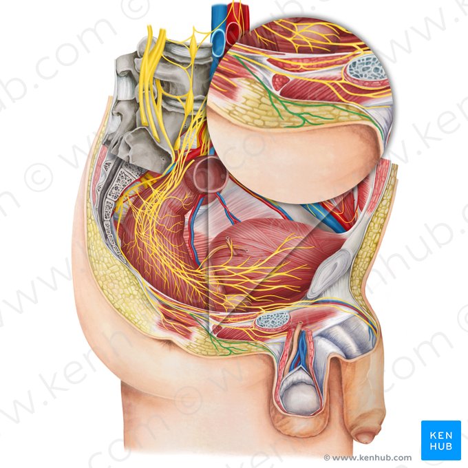 Posterior scrotal nerves (Nervi scrotales posteriores); Image: Irina Münstermann