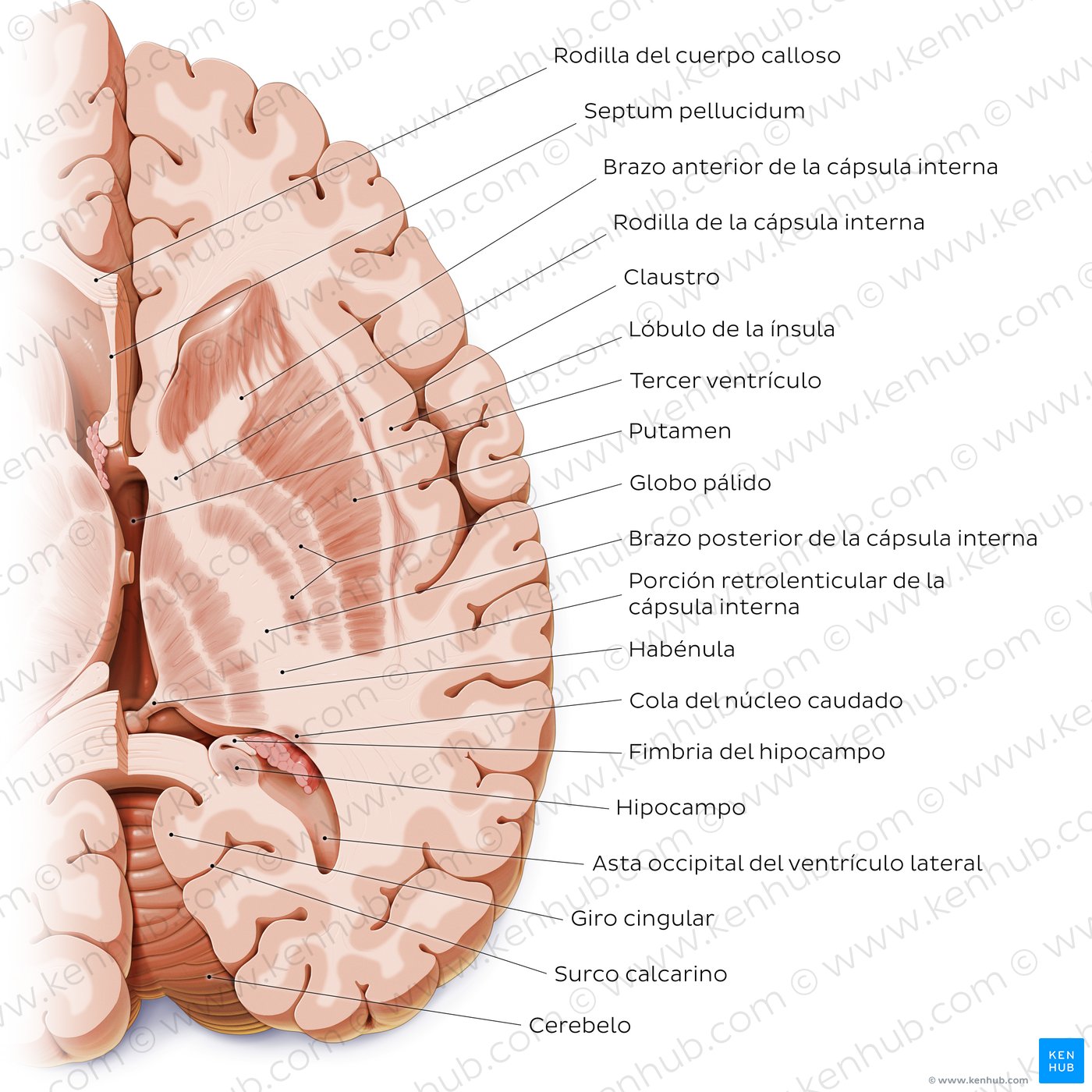 Horizontal section of the brain: Section B