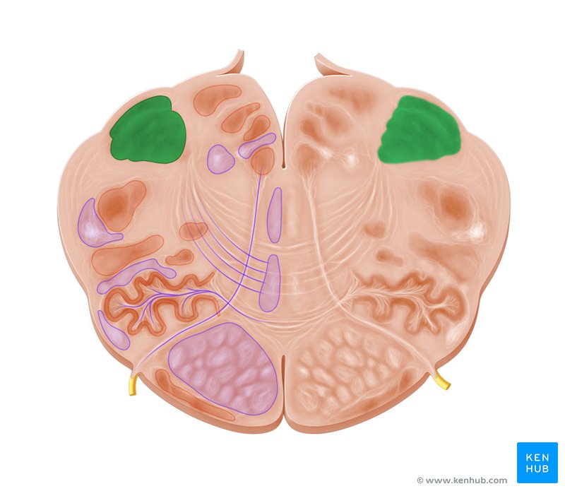 Cuneate nucleus - cross-sectional view