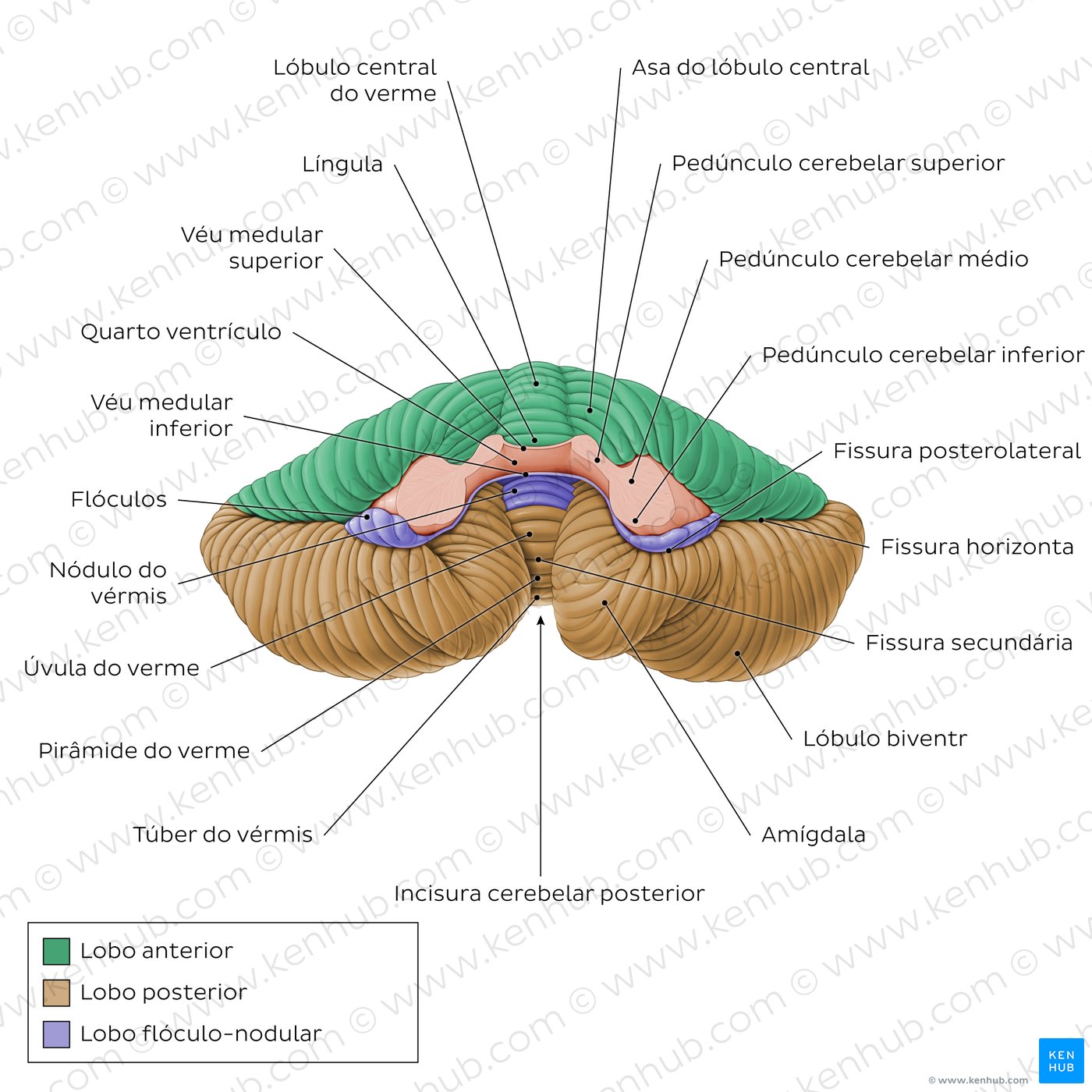 Anatomia do Cerebelo - vista anterior e posterior